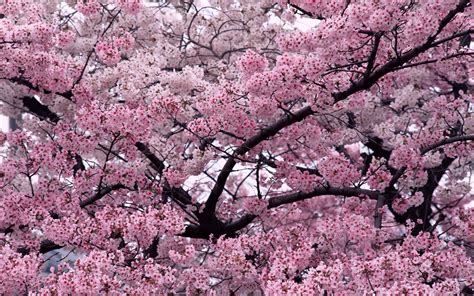 Wallpaper 1680x1050 Px Cherry Blossom Flowers Nature Trees