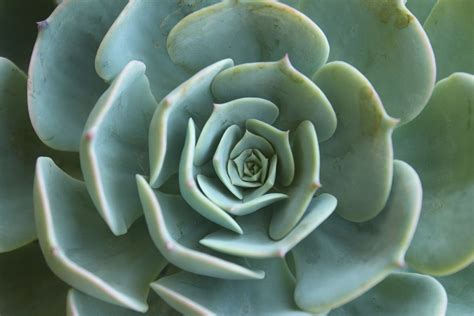 Succulent Plant Green · Free Photo On Pixabay
