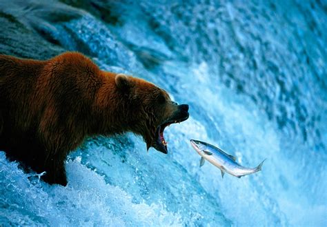 A Grizzly Bear Rescuing A Salmon From A Waterfall Pics