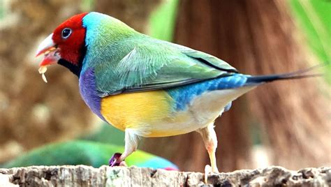 Gouldian Finch Care Guide Breeding Prices Lifespan And Songs