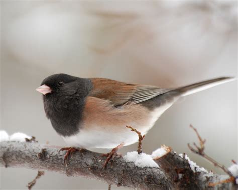 Winter Bird Feeding Wild About Utah
