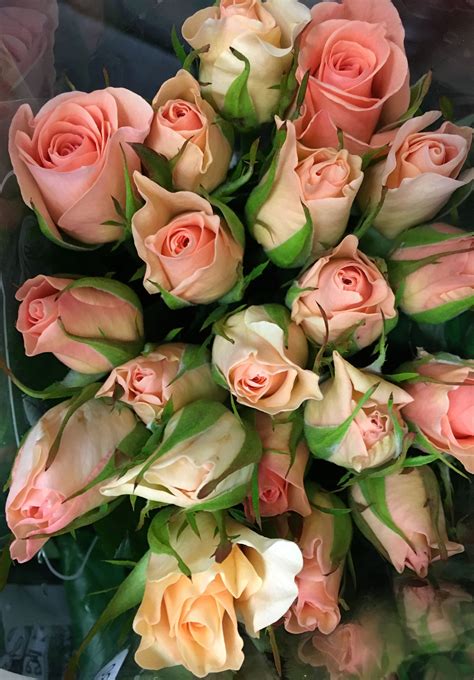 Surprise Peach Sweetheart Roses Peach Flowers Florist Supplies