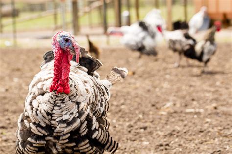 5 Things You Might Not Know About Turkeys Video Trendradars