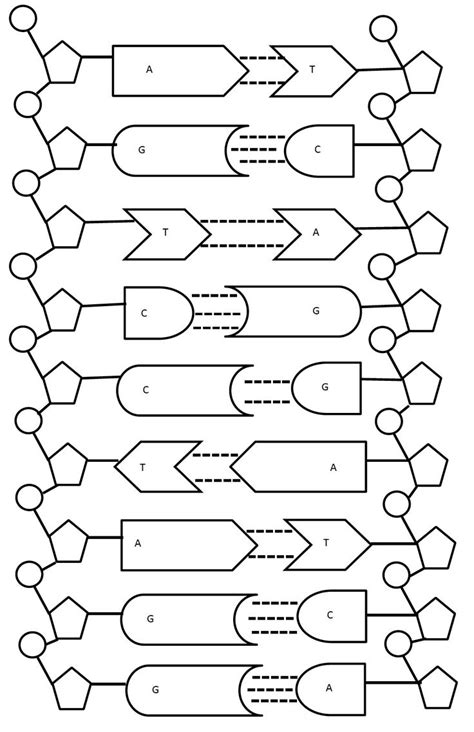 Ib dna structure replication review key 2 6 2 7 7 1. Modeling Dna Replication Worksheet | Free Printables Worksheet