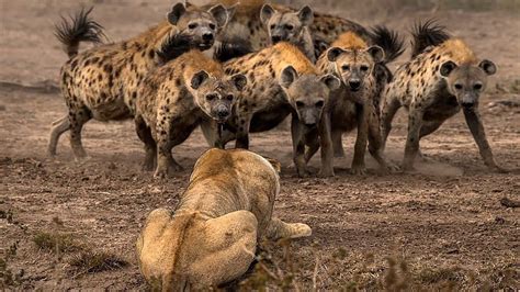 The Craziest Lion Vs Hyena Fights Hyena Animals Wild Group Of Lions