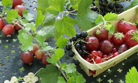 Les Petits Fruits D Lices Au Jardin Beautiful Gardens Garden