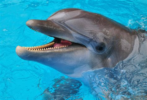 A Dolphin Smile © Jeff R Clow View Larger And On Black Vi Flickr