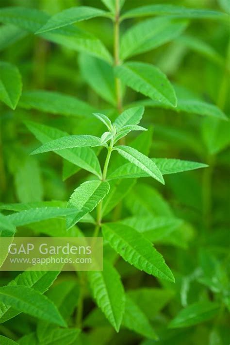 Lemon verbena dried herb certified organic loose leaf tea (alousia triphylla). GAP Gardens - Aloysia citrodora - Lemon Verbena - Image No ...