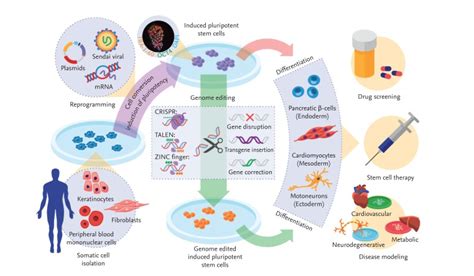 Generation Of Patient Specific Induced Pluripotent Stem Cells Ipscs
