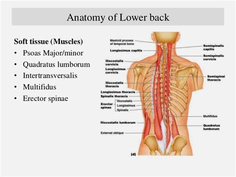 These muscles provide posture and stability to the body by holding the vertebral column erect and adjusting the position of the body to maintain balance. Back Muscle Pain Chart / Referred Pain Active Muscle And ...