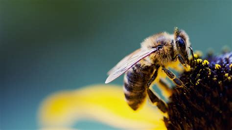 Yellow Honey Bee Wallpapers Top Free Yellow Honey Bee Backgrounds