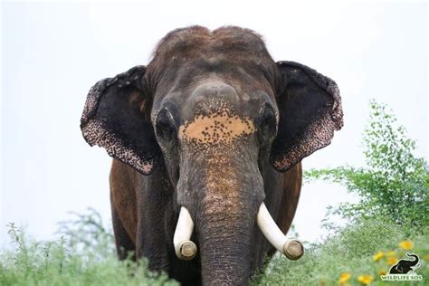 Difference Between Tusks And Tushes In Asian Elephants Wildlife Sos