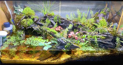 Update On My Vampire Crab Paludarium Small Rescape And Added New Plants