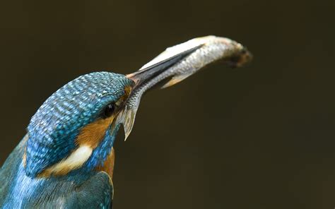 Wallpaper Kingfisher Eating A Fish 1920x1200 Hd Picture Image