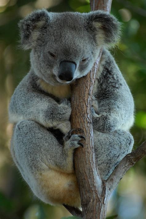 Australia Koala Bear Free Photo On Pixabay