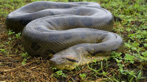 Largest Snake In The World Found Alive
