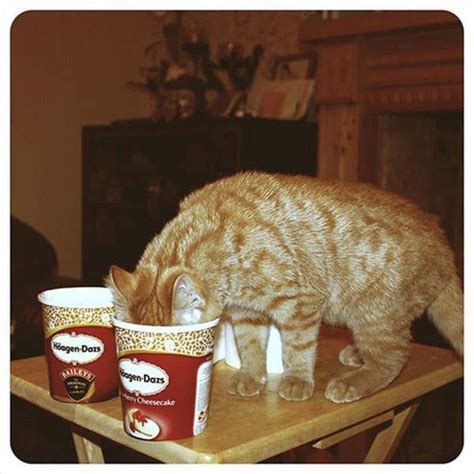 39 Cats Eating Ice Cream Eating Ice Cream Cats Cream Cat