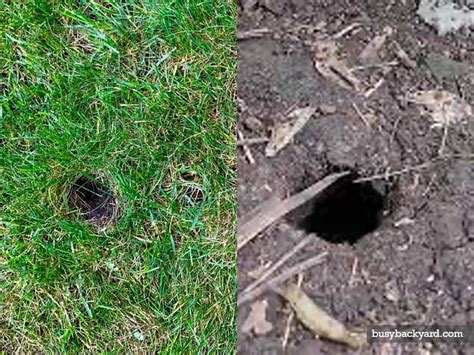Squirrel Holes Vs Rat Holes How To Tell The Difference