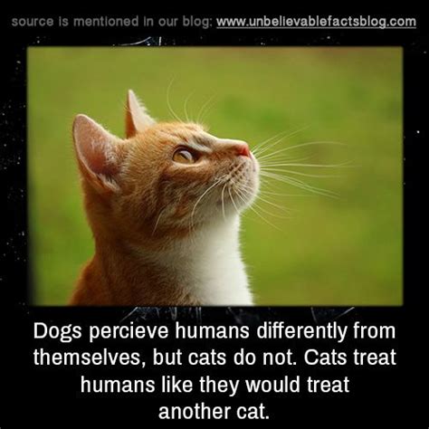 Keep reading to find out everything from the richest to the longest cat! Dogs percieve humans differently from themselves, but cats ...
