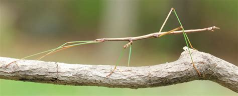 Stick Bug Symbolism Dreams And Messages Spirit Animal Totems