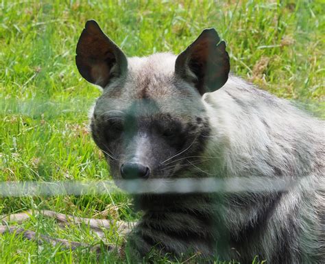 Striped Hyena Hyaena Hyaena 2021 06 15 Zoochat