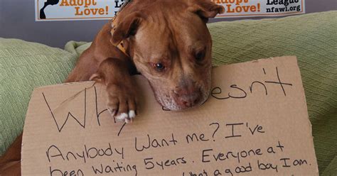 Viral Photo Gets New York Shelter Dog Chester Adopted After 5 Years
