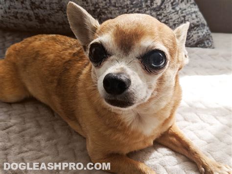 Apple Head Chihuahua Complete Guide Dog Leash Pro