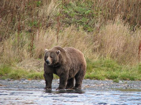It is hands down the best location for trophy brown bear in alaska. Kodiak Brown Bear Centre | Alaska | Adventure World NZ