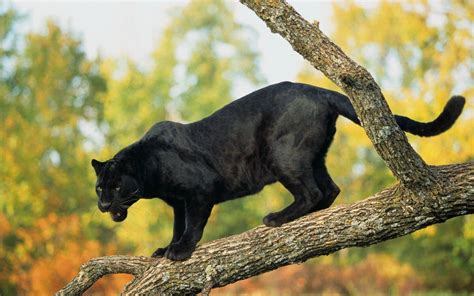 Hattiesburg Zoo New Black Jaguar To Be On Display In