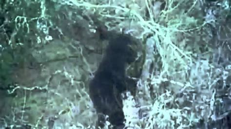New Footage Of Bigfoot Found 9 30 11 Youtube