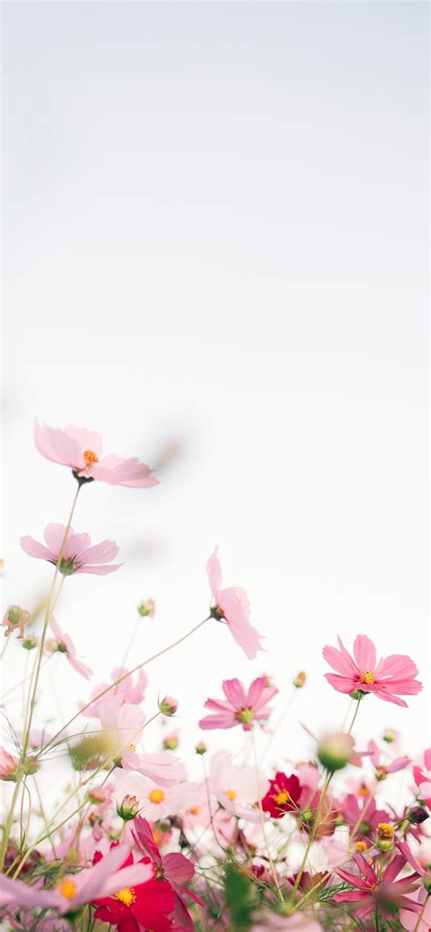 Iphone Flower Homescreen Wallpapers Wallpaper Cave