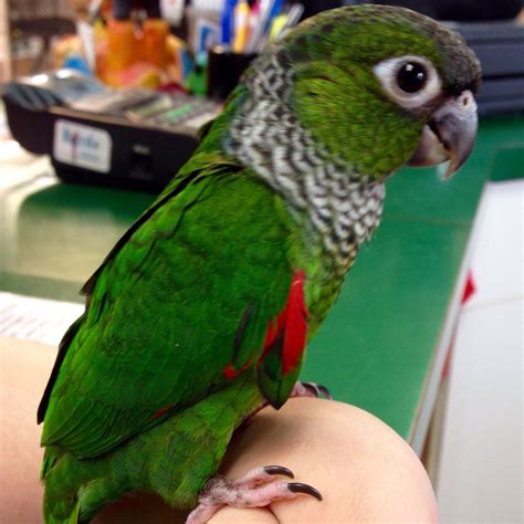 Blue Crowned Conure Parrots For Sale Online Parrots Pet Store