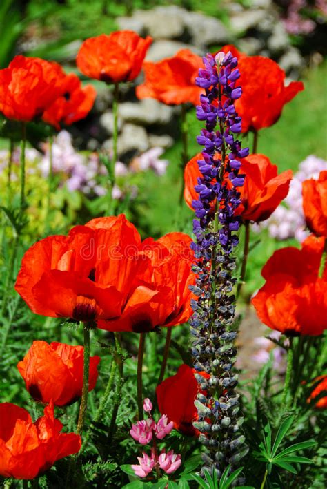 Spring Garden With Poppies Stock Image Image Of Fence 889585