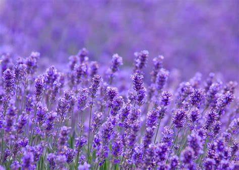 5 Types Of Lavender That Thrive In The South