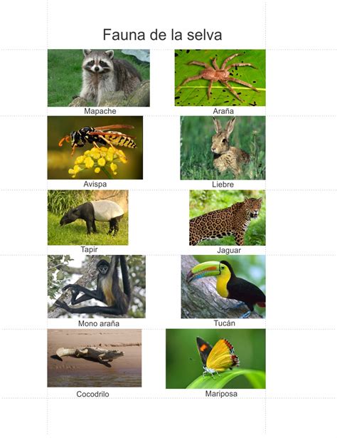 ando aprendiendo geografía ejemplos de fauna y flora de la selva