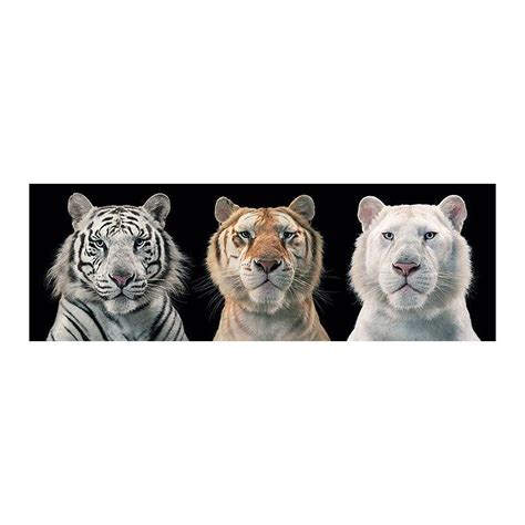 Tiger Collage Poster Tim Flach Door Posters Buy Now In The Shop Close