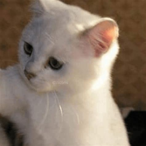 The Best 27 Cute Matching Pfp Cats Antik Kuriosa