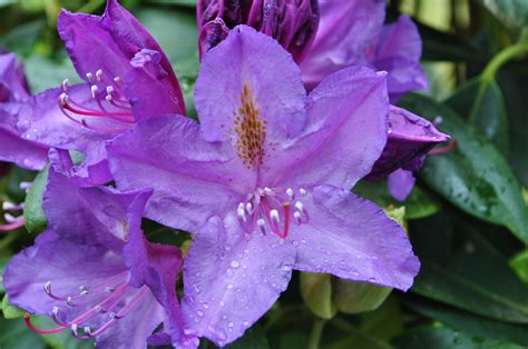 Rhododendron Macrophyllum State Flower Of Washington