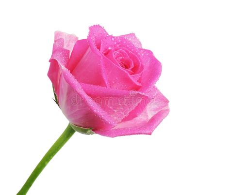 Beautiful Pink Rose Stock Image Image Of Nature Bloom 25715445