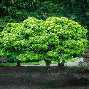 Tree coverage varies across neighborhoods and developing an understanding of tree locations can inform and inspire action. Buy Shade Trees | Shade Trees For Sale | The Tree Center