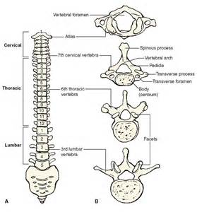 The Vertebral Column Regions Bones Ligaments Study Co Vrogue Co