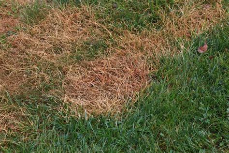 What Causes Brown Patches In My Lawn