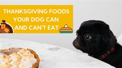 Thanksgiving Foods Your Dog Can And Cant Eat Plus Recipes For Their