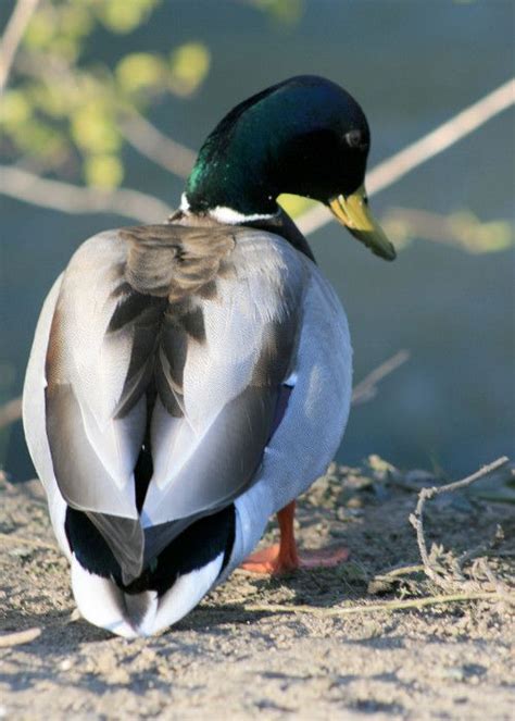 When Is A Duck Not A Duck Anymore Pet Birds Duck Pictures
