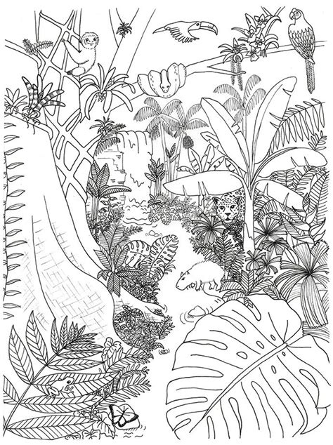 Rainforest Animals And Plants Coloring Page Animal