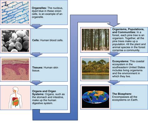 Levels Of Organization Of Living Things Biology For Non Majors I