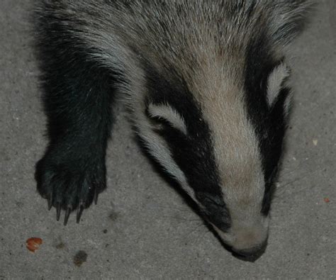 Young Badger Look At His Pawclaws This Pic Was Taken Abo Flickr