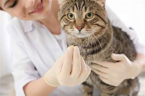 Pilihan Obat Cacing Kucing Yang Aman Dan Efektif Alodokter