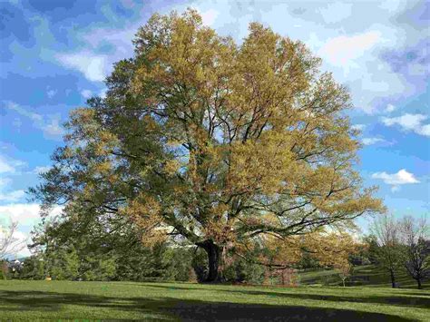 41 White Oak Tree Facts Significance Uses Identification And More