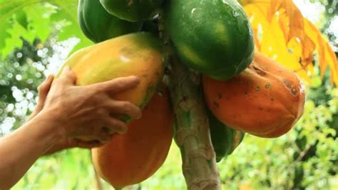 How To Grow Papaya